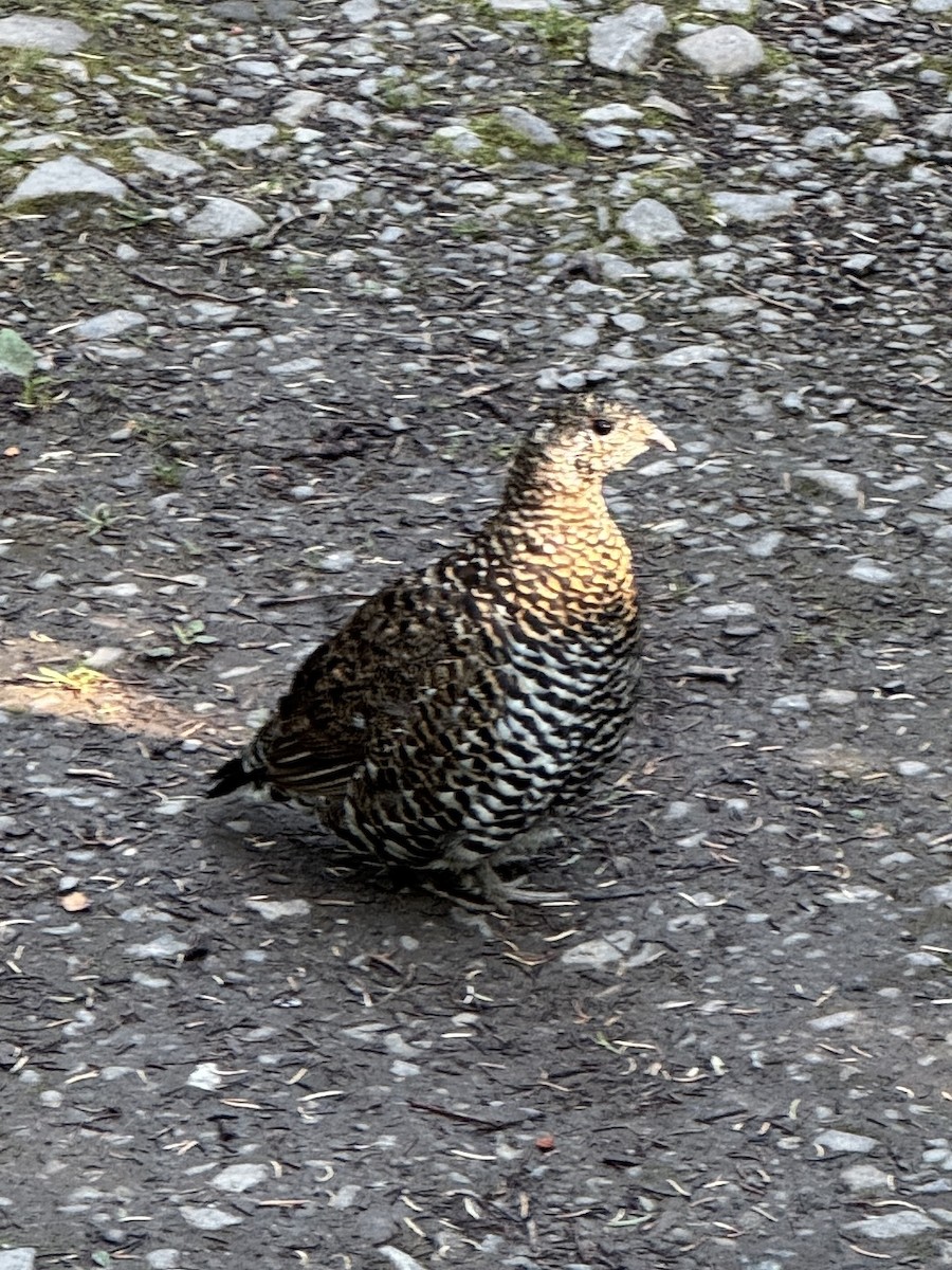 Spruce Grouse - ML641724711