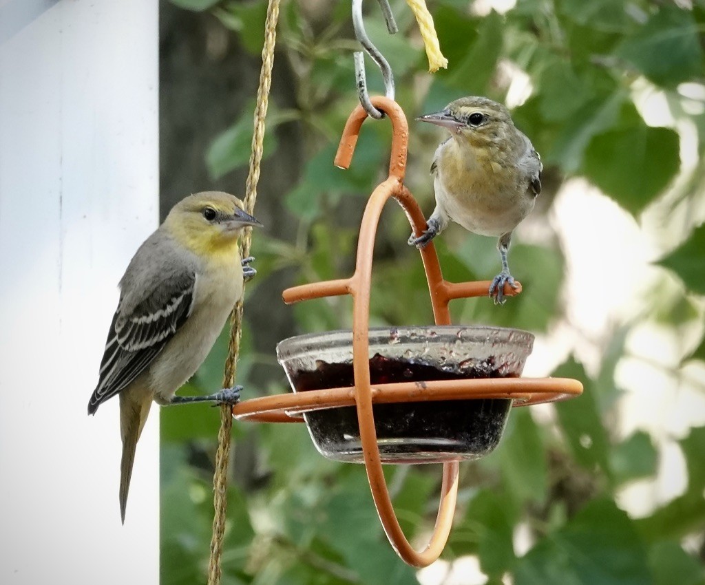 Bullock's Oriole - ML641724815