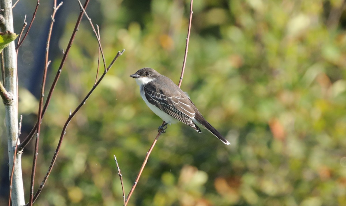 Eastern Kingbird - ML641724848