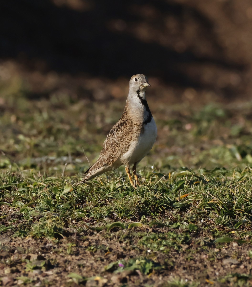 Least Seedsnipe - ML641724902