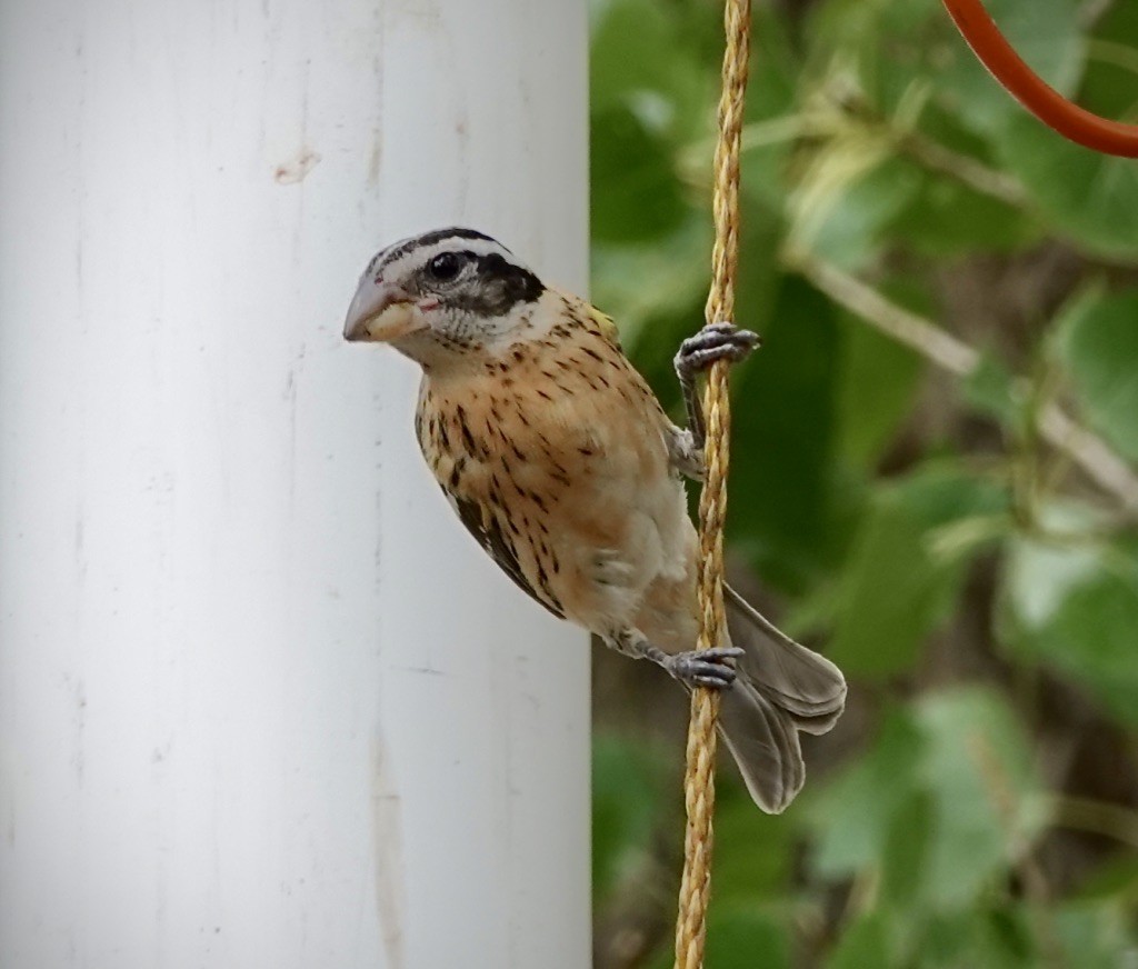 Rose-breasted Grosbeak - ML641724908