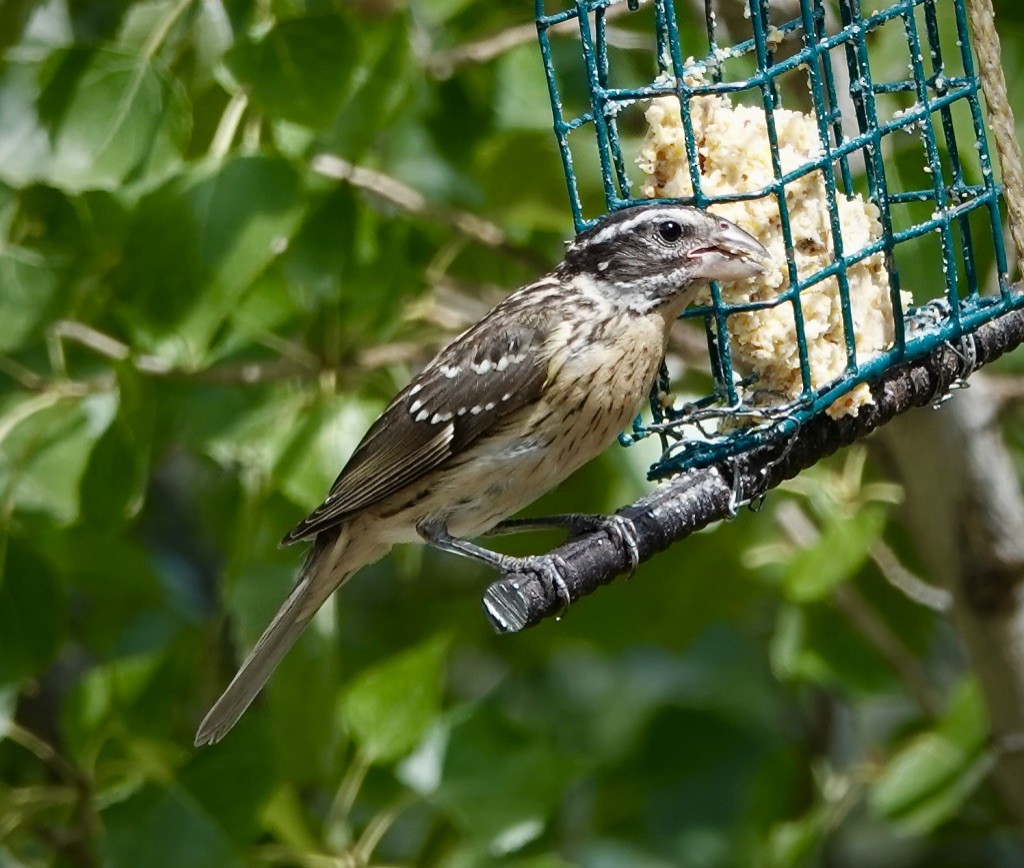 Rose-breasted Grosbeak - ML641724909