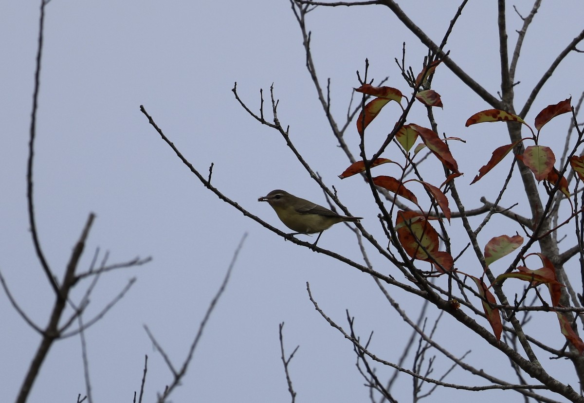 Philadelphia Vireo - ML641724915