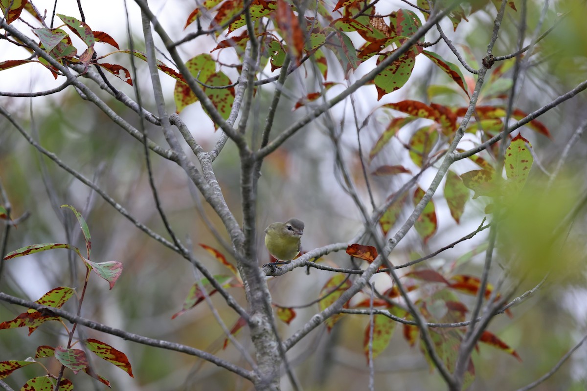 Philadelphia Vireo - ML641724916