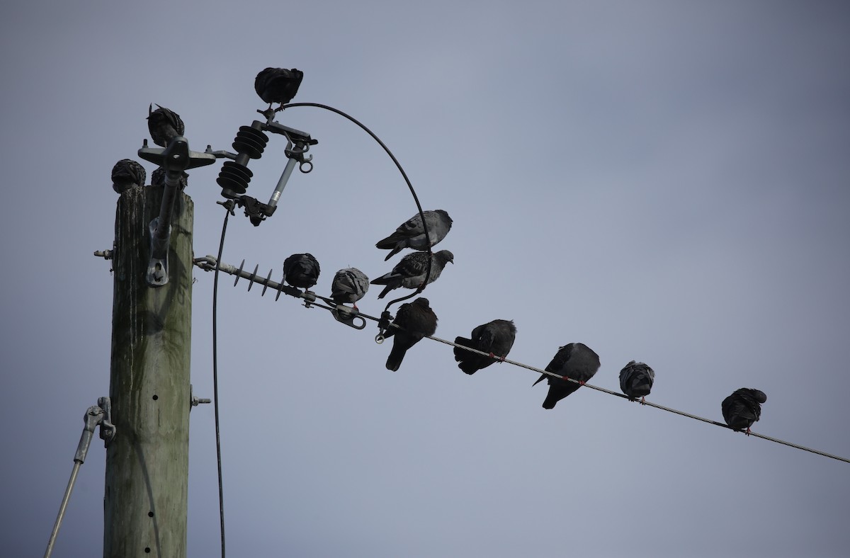 Rock Pigeon (Feral Pigeon) - ML641725025