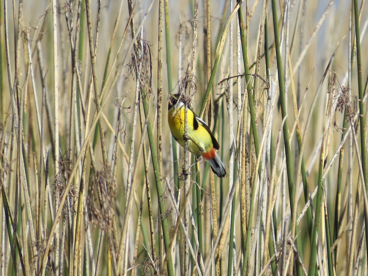 Many-colored Rush Tyrant - ML641725041