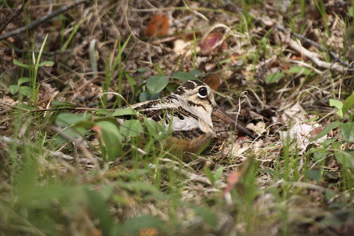 American Woodcock - ML641725066