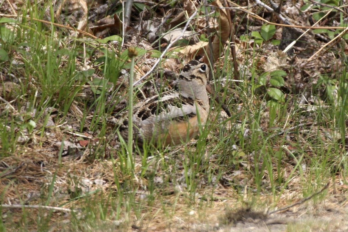 American Woodcock - ML641725067