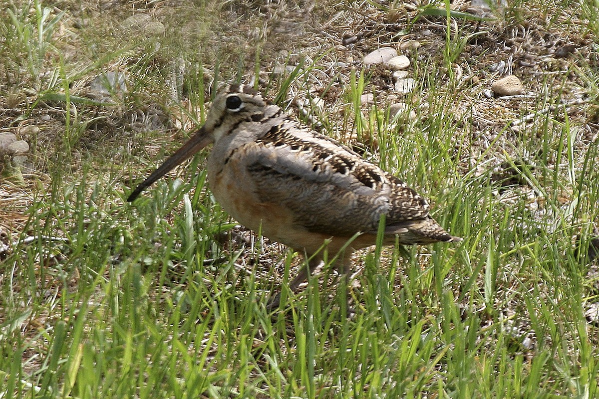 American Woodcock - ML641725068