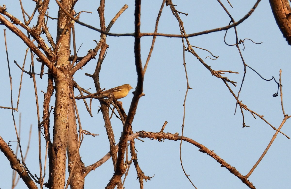 Bay-breasted/Blackpoll Warbler - ML641725117