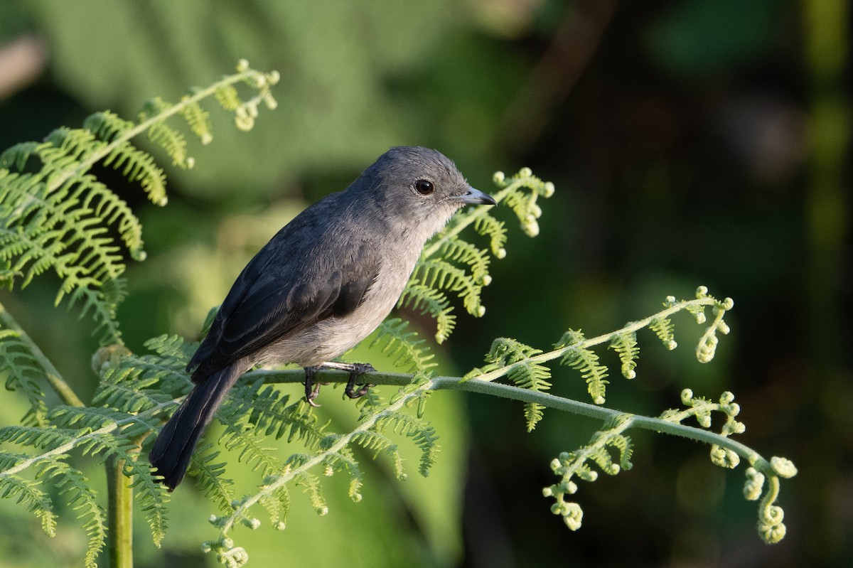 White-eyed Slaty-Flycatcher - ML641725133