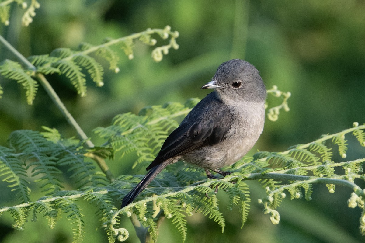 White-eyed Slaty-Flycatcher - ML641725135