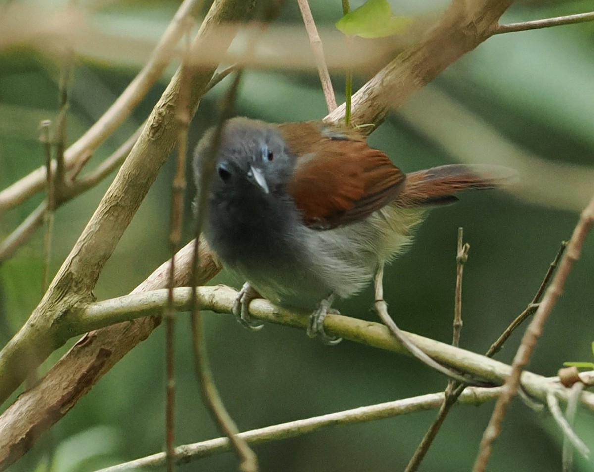 Chestnut-winged Babbler - ML641725152