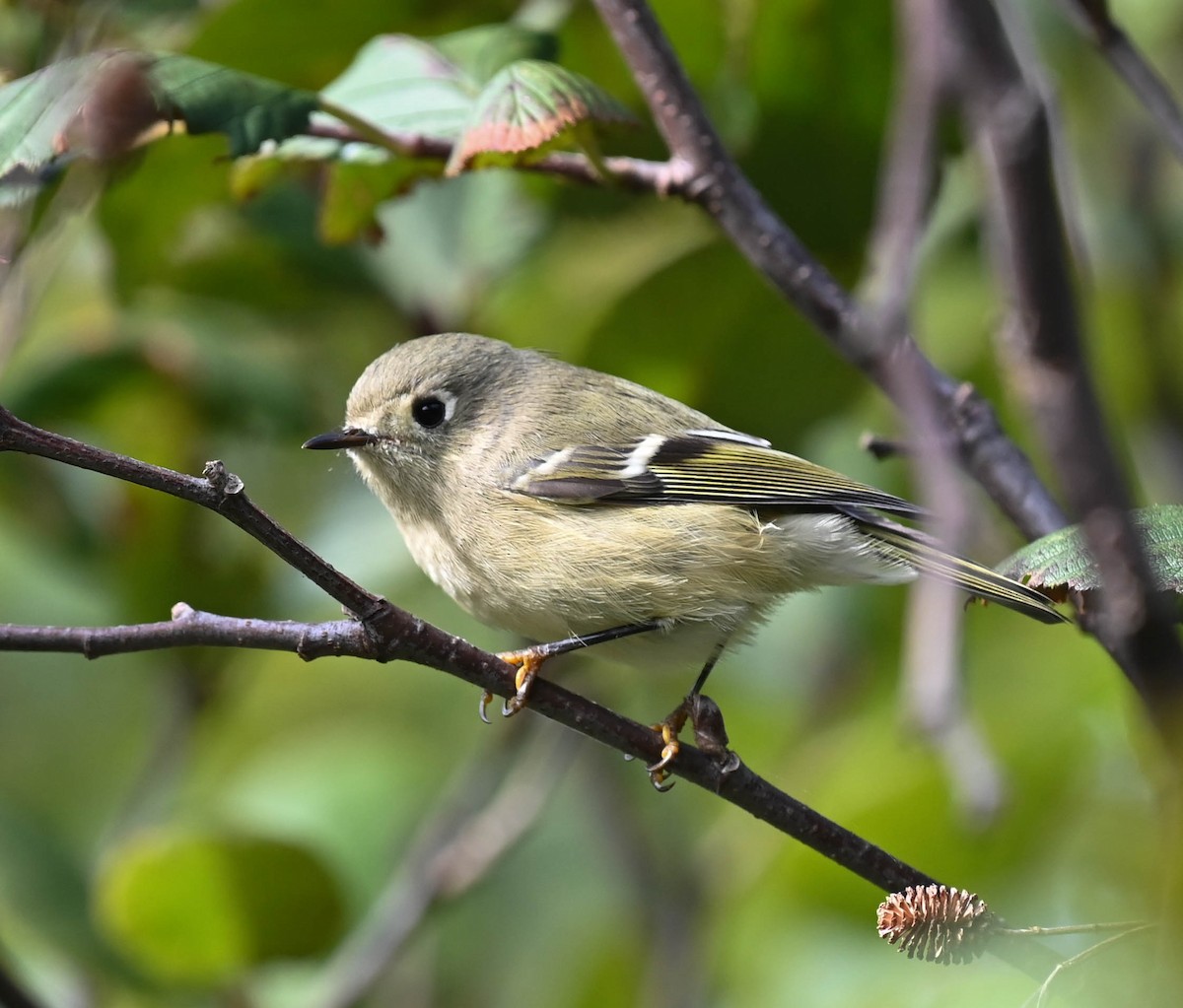Ruby-crowned Kinglet - ML641725215
