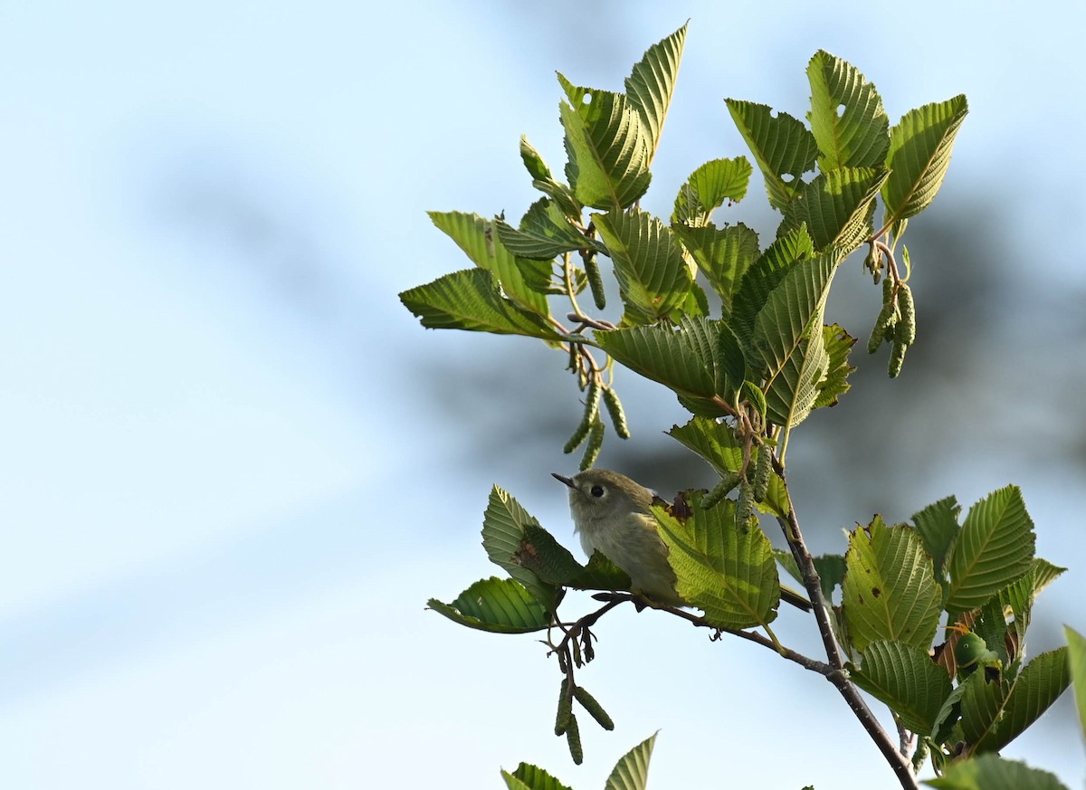Ruby-crowned Kinglet - ML641725216