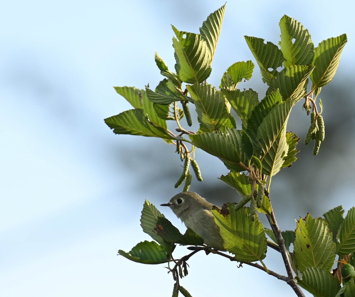 Ruby-crowned Kinglet - ML641725218