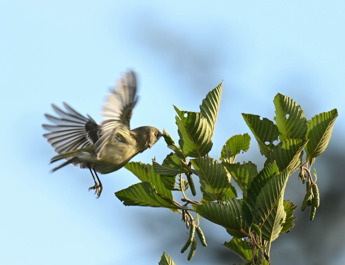 Ruby-crowned Kinglet - ML641725219