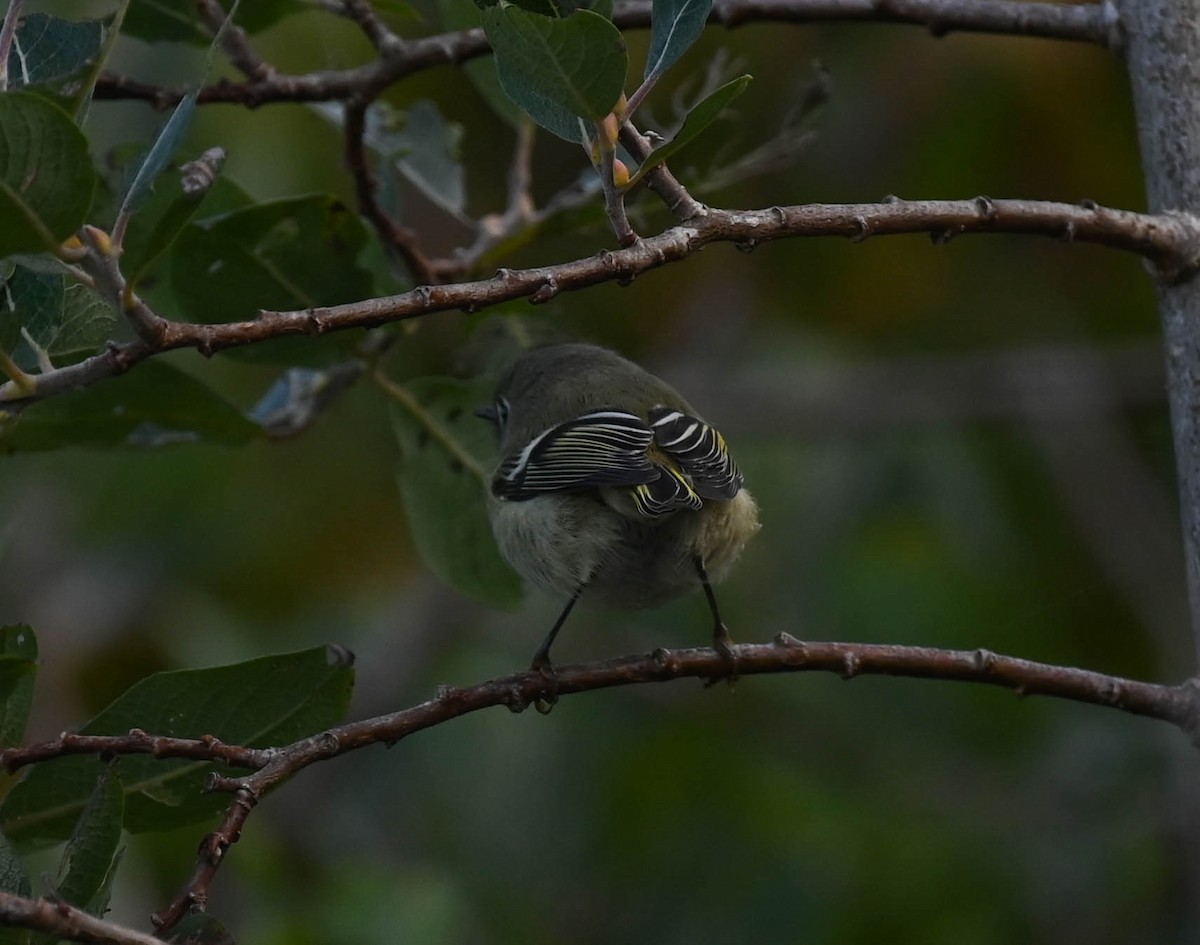 Ruby-crowned Kinglet - ML641725220