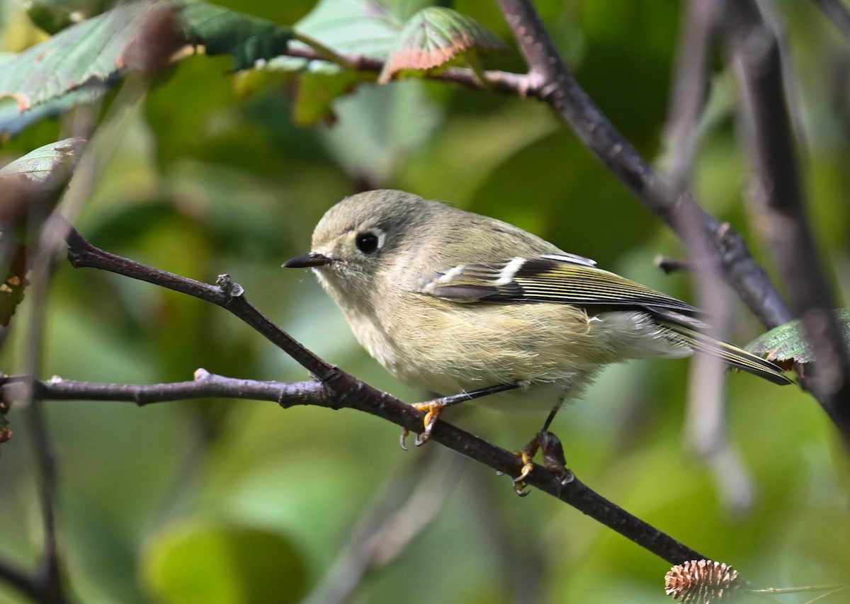 Ruby-crowned Kinglet - ML641725221