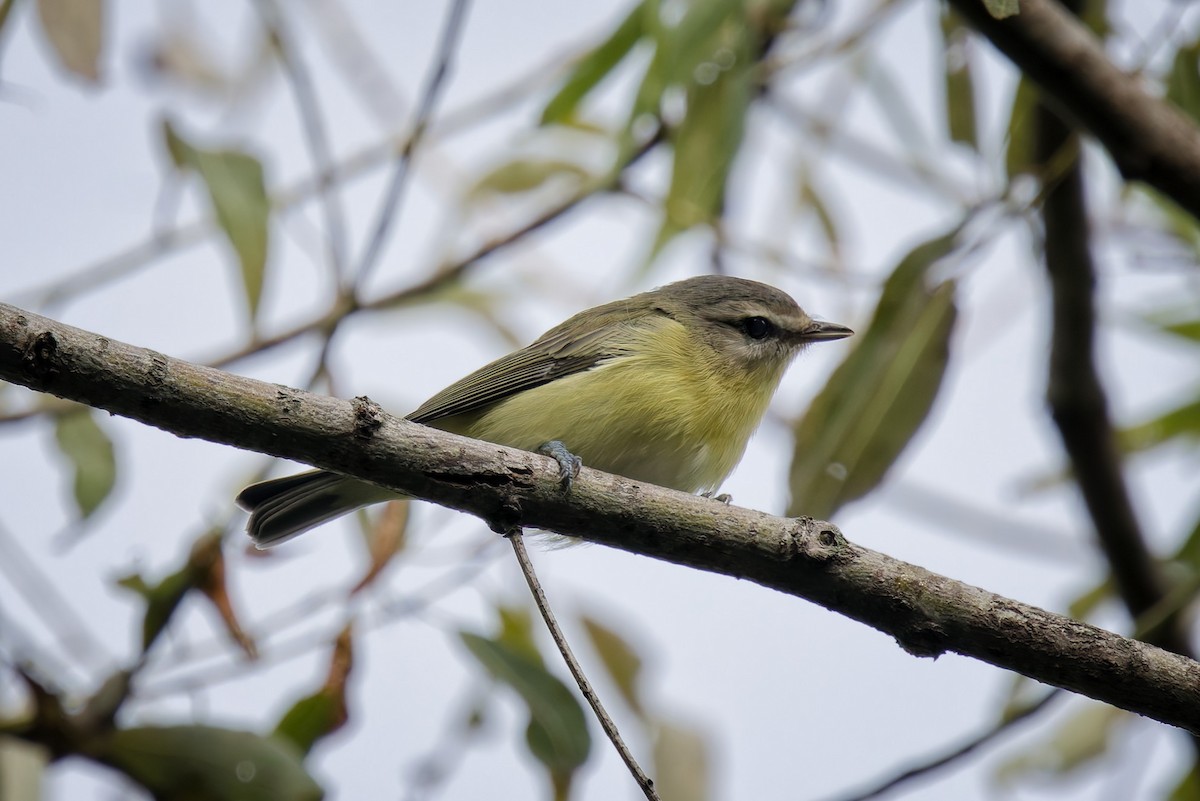 ויראו זיתני - ML641725225