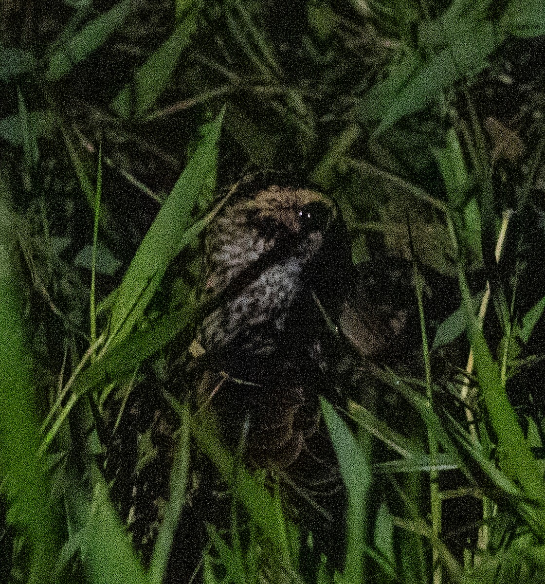 Giant Snipe - ML641725251