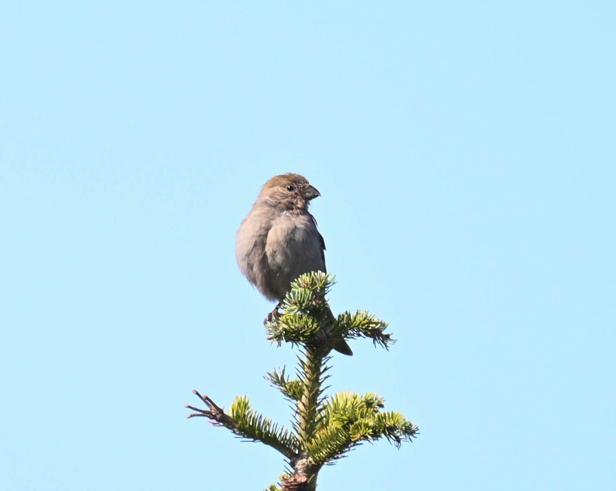 Pine Grosbeak - ML641725272
