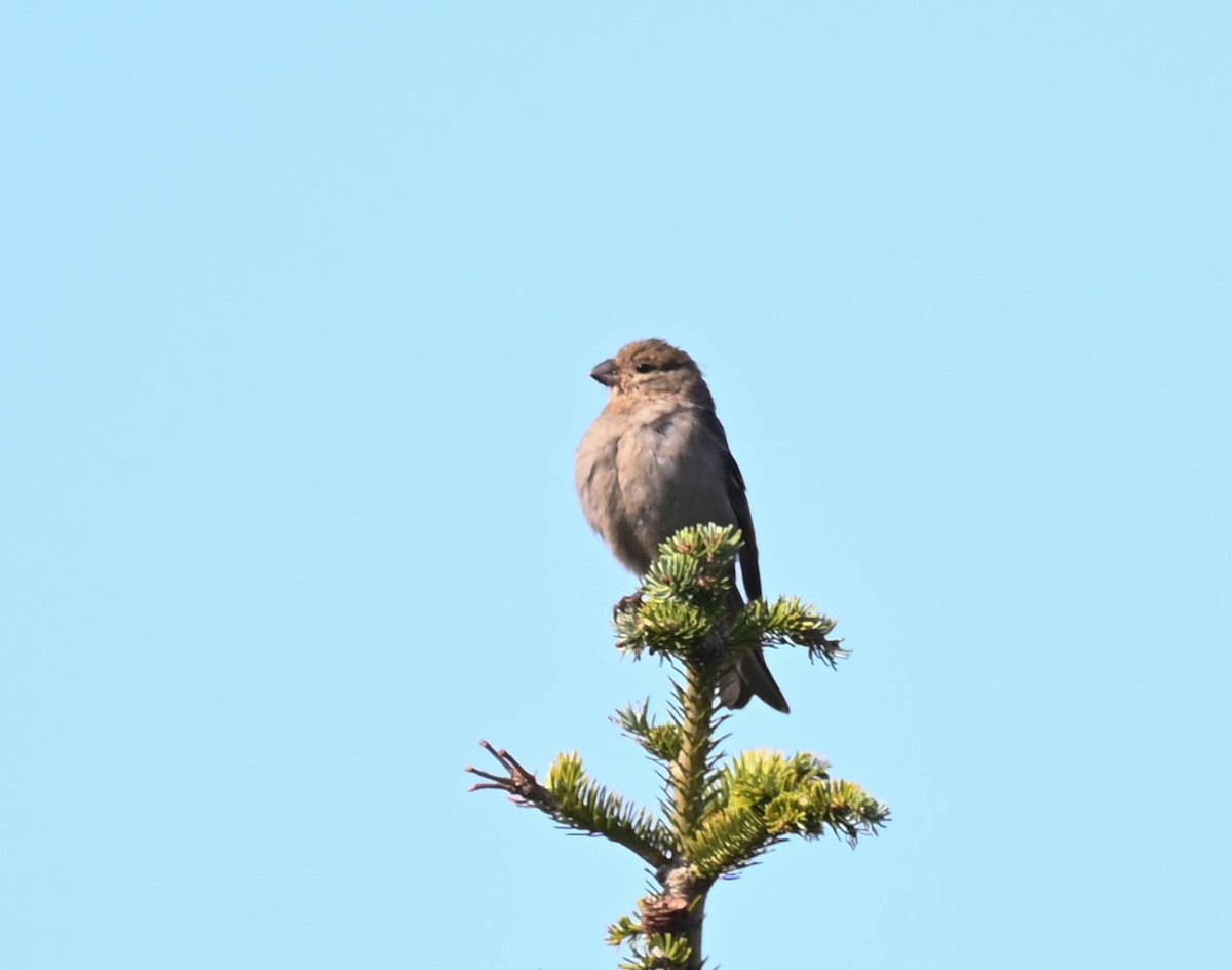 Pine Grosbeak - ML641725273