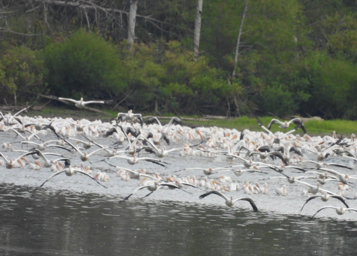American White Pelican - ML641725278