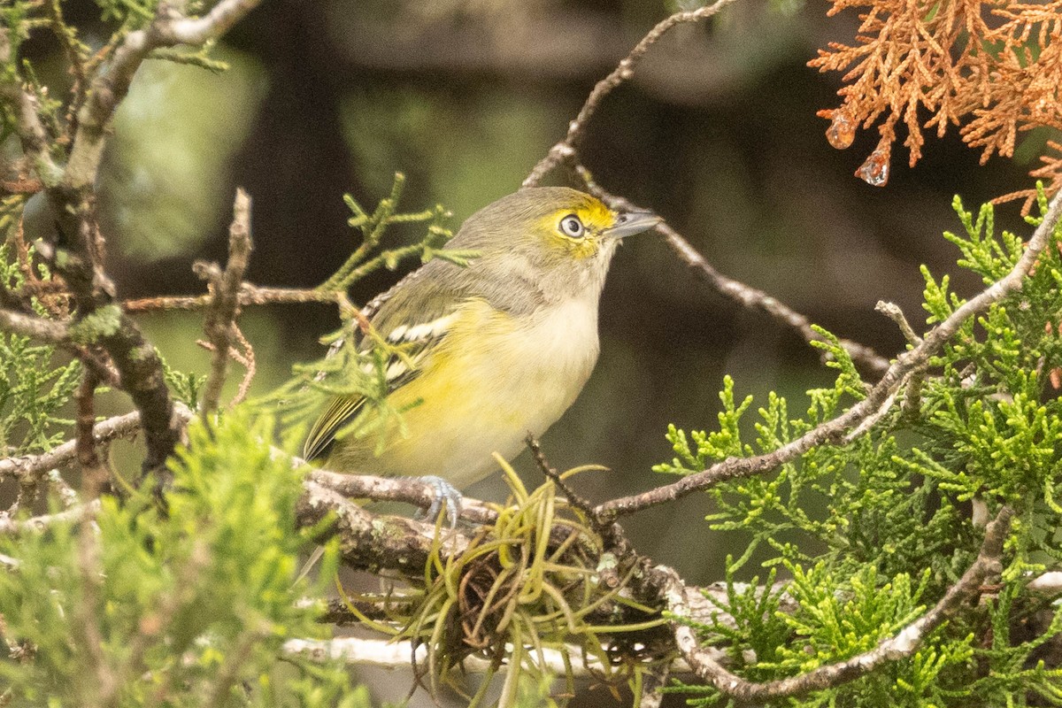 White-eyed Vireo - ML641725294