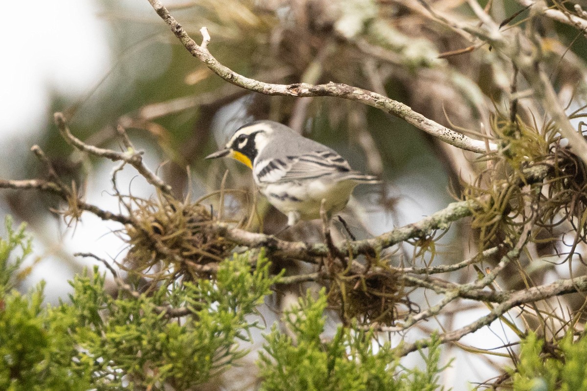 Yellow-throated Warbler - ML641725304