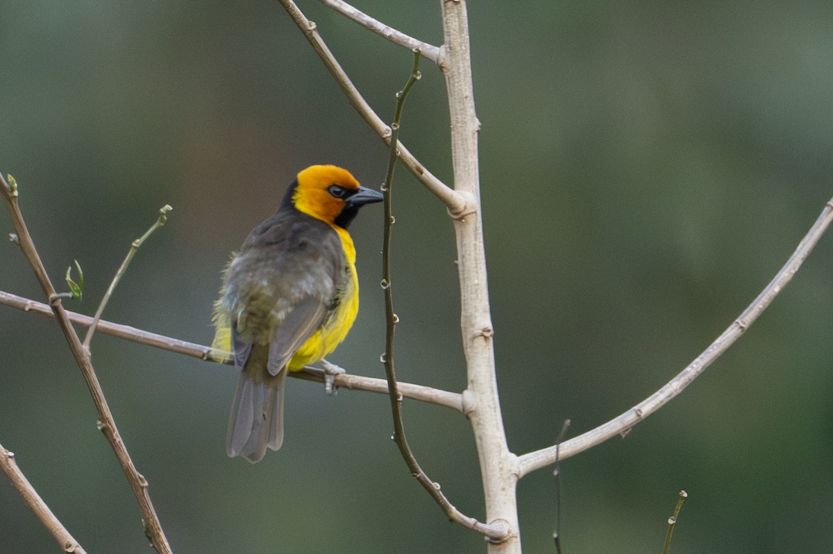 Black-necked Weaver - ML641725310