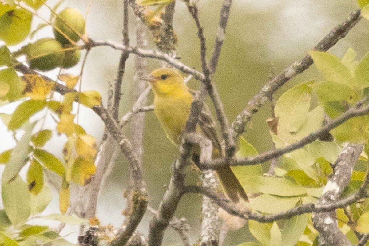 Orchard Oriole - ML641725311