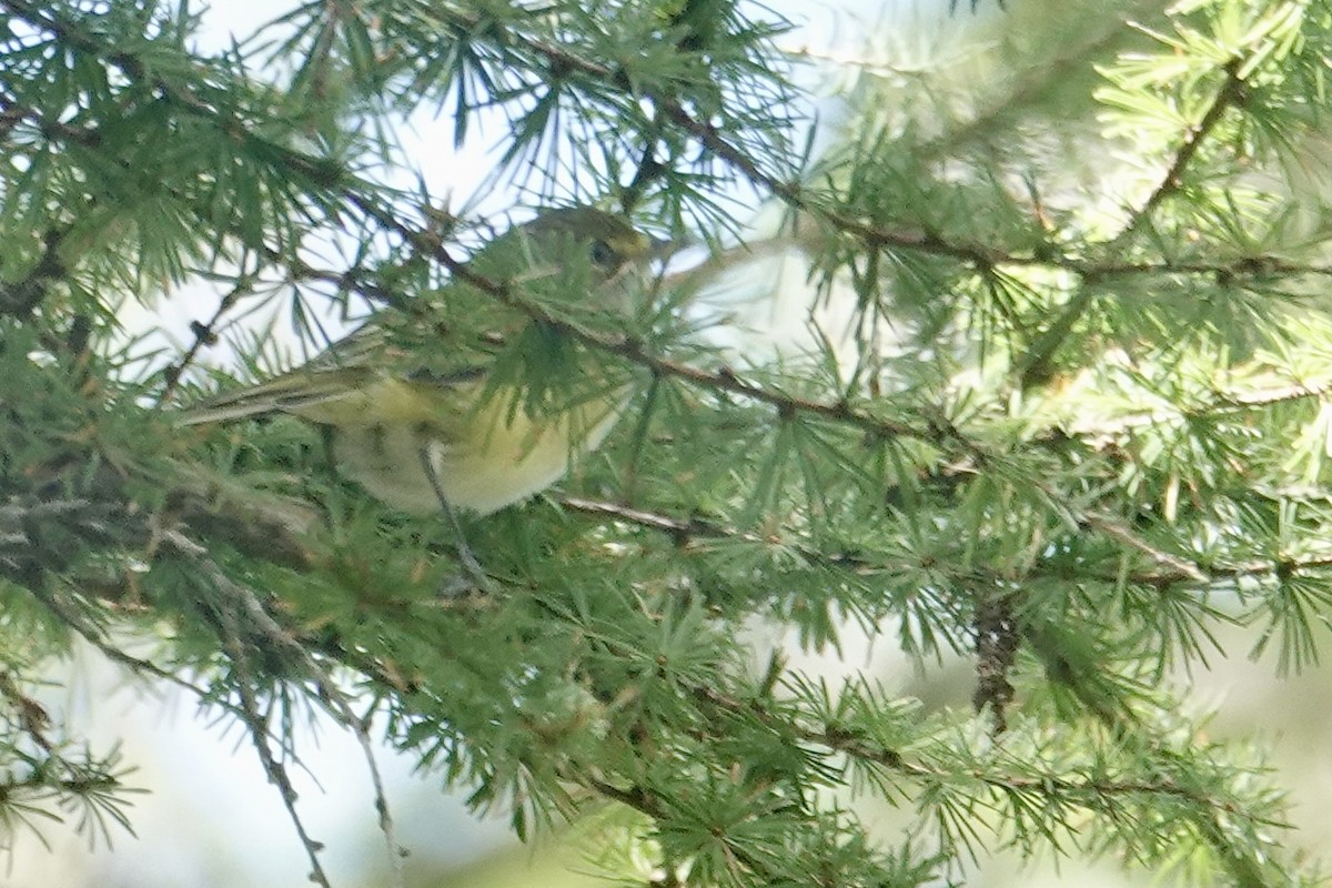 White-eyed Vireo - ML641725315