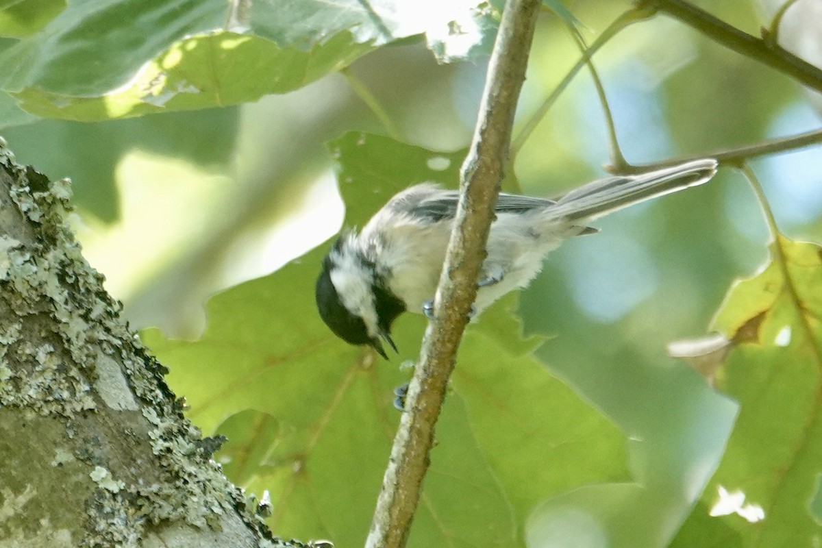 Black-capped Chickadee - ML641725333