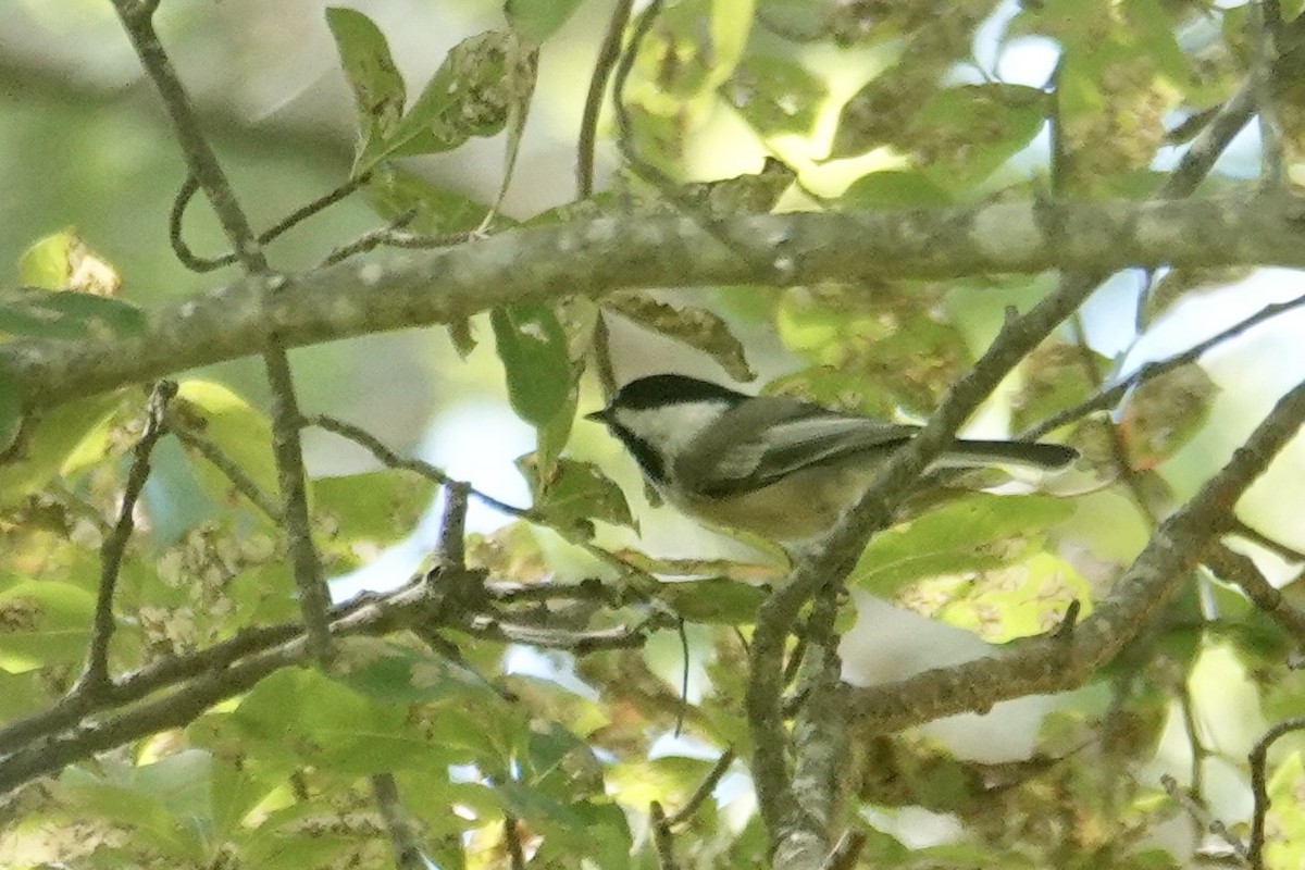 Black-capped Chickadee - ML641725334