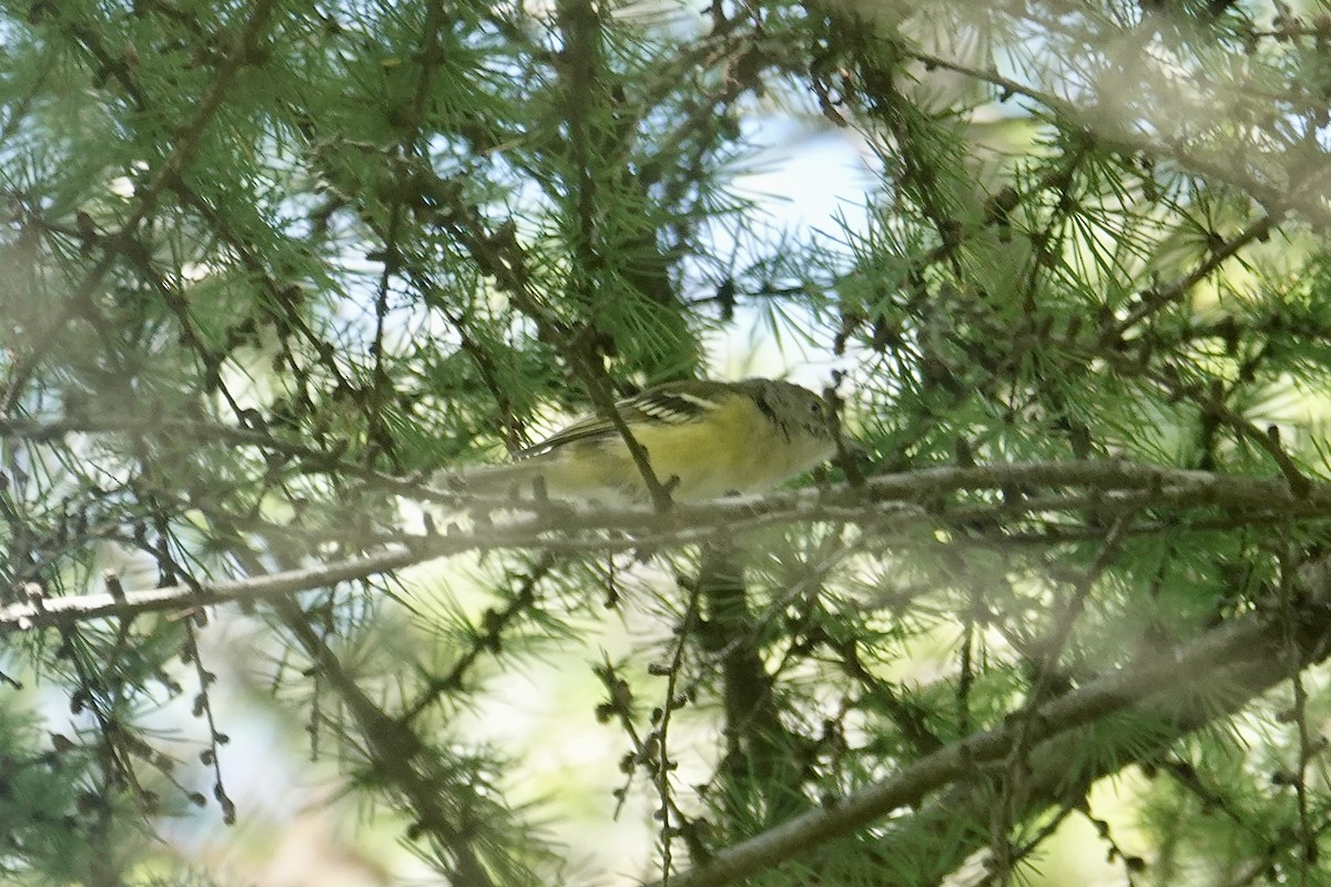 White-eyed Vireo - ML641725345