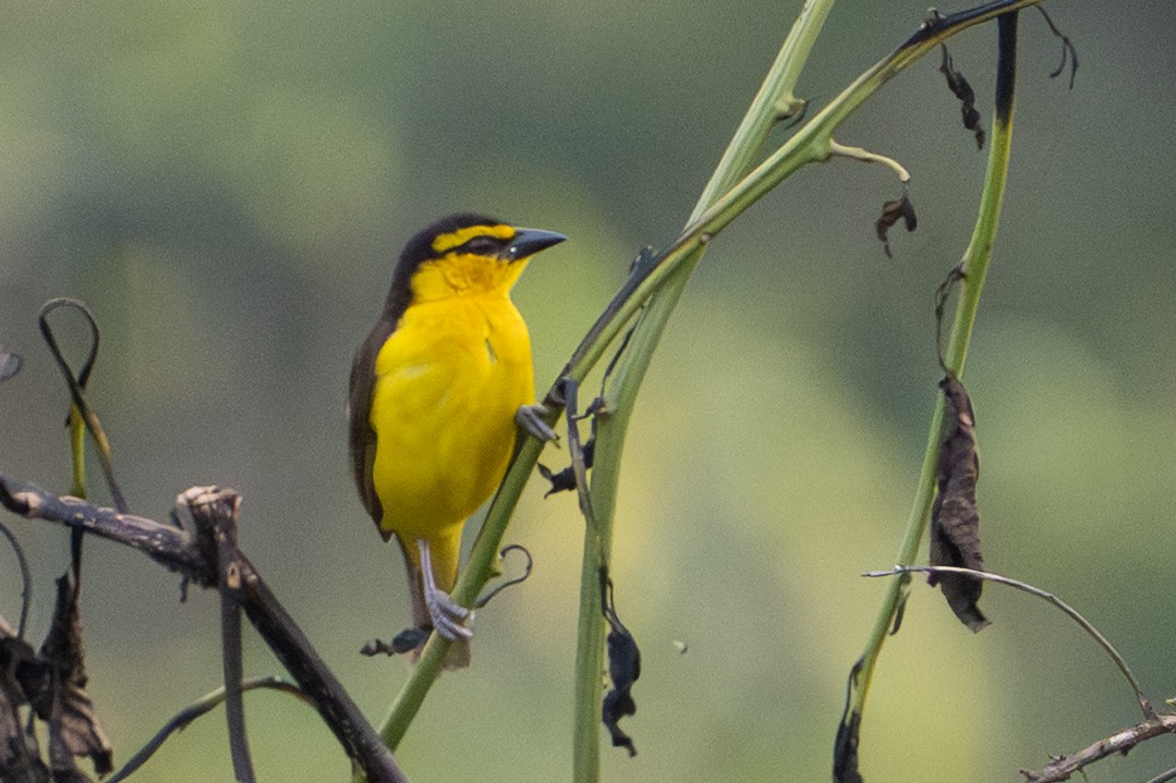 Black-necked Weaver - ML641725350