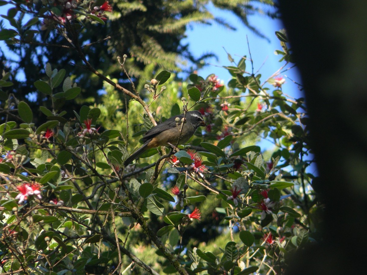 ハシブトイカル - ML641725353