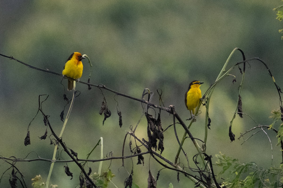 Black-necked Weaver - ML641725357