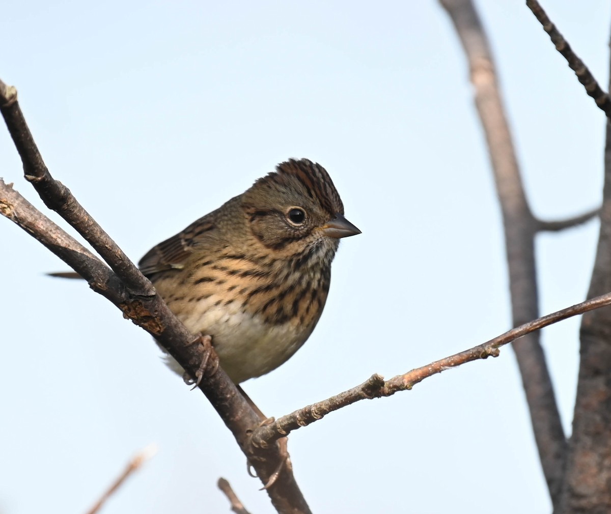 Lincoln's Sparrow - ML641725361