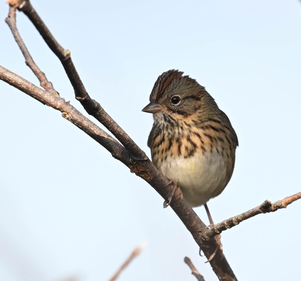 Lincoln's Sparrow - ML641725362