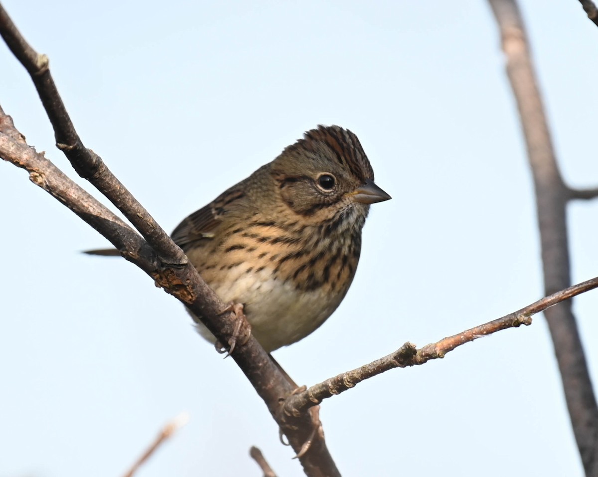 Lincoln's Sparrow - ML641725363