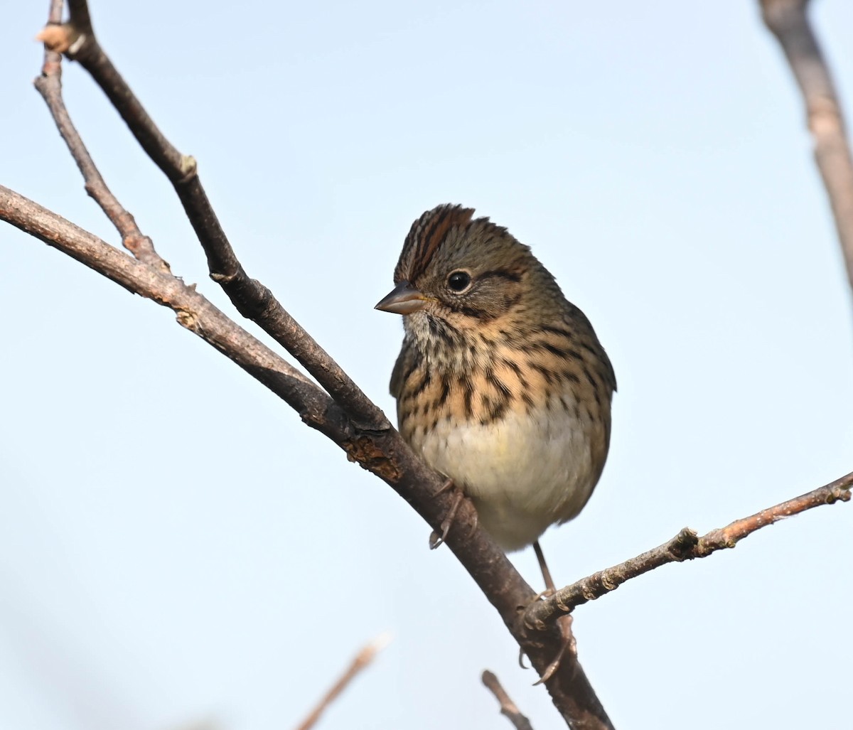 Lincoln's Sparrow - ML641725364