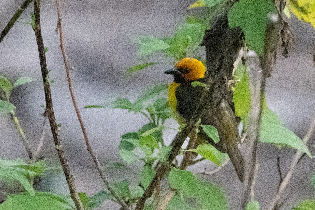 Black-necked Weaver - ML641725367