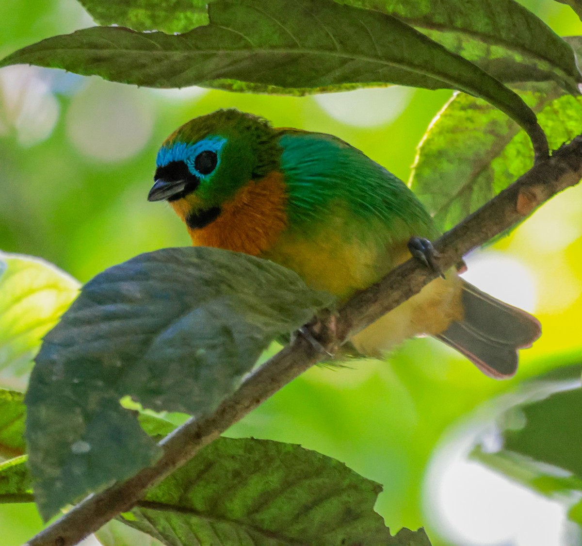 Brassy-breasted Tanager - ML641725379