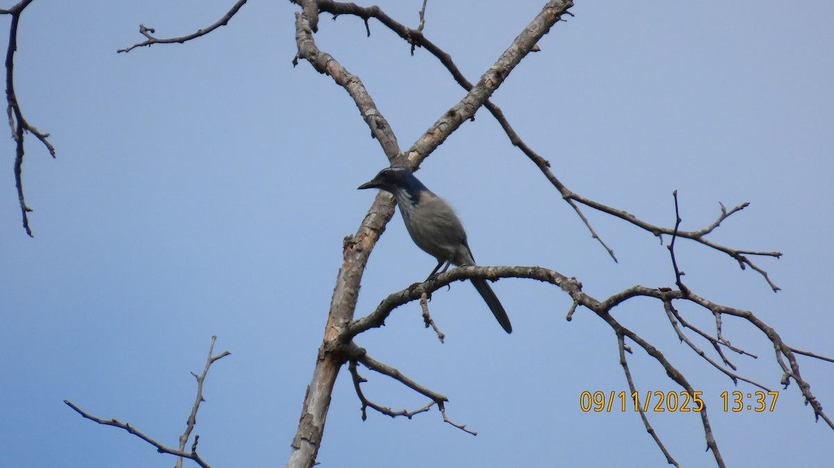 California Scrub-Jay - ML641725395