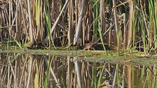 Virginia Rail - ML641725401