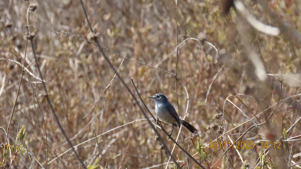 California Gnatcatcher - ML641725410