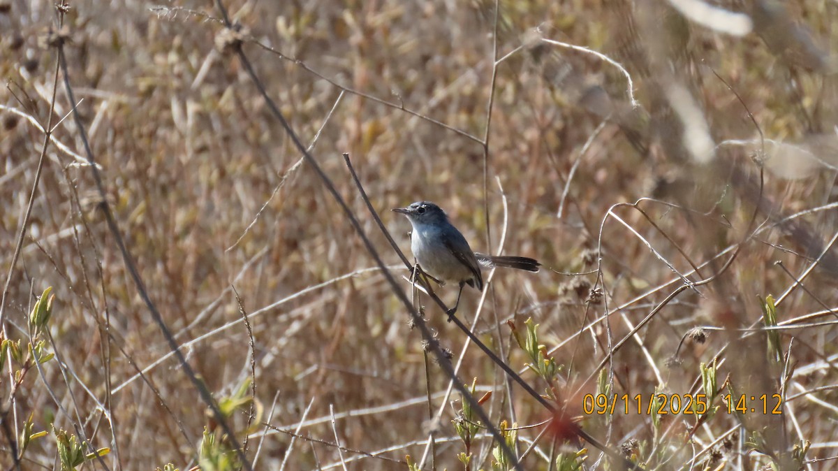 California Gnatcatcher - ML641725411