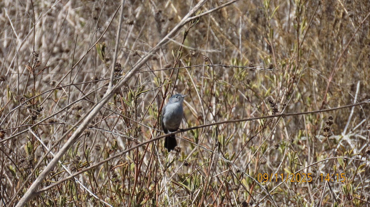 California Gnatcatcher - ML641725412